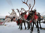 Ученые назвали причиной массового алкоголизма у коренных северных народов "мусорную еду" Ученые назвали причиной массового алкоголизма у коренных северных народов "мусорную еду"