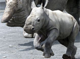 Умер один из последних в мире самцов северного белого носорога