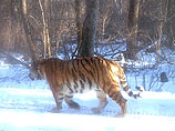 Амурский тигр Устин вслед за братом вернулся из "турне" по Китаю в Россию и "кого-то поймал"