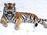 Амурский тигр Устин вслед за братом вернулся из турне по Китаю в Россию, где нашли труп его краснокнижного сородича