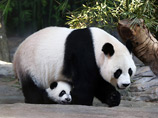 В Китае первым в мире выжившим пандам-тройняшкам дали имена