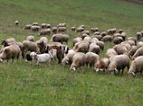 Черепахи, способные дышать попой, находятся на грани вымирания, беспокоятся ученые Черепахи, способные дышать попой, находятся на грани вымирания, беспокоятся ученые