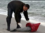 Тысячи тюленей погибли от птичьего гриппа в Швеции и Дании