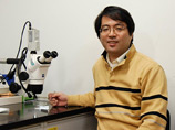 Японские ученые отказались от попыток найти стволовые клетки, которые позволили бы дешево выращивать любой орган