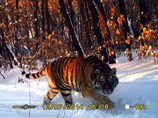 Путинская тигрица Илона в Приамурье съела трех поросят, а волков разогнала