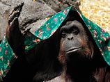 В Буэнос-Айресе орангутанга освободят из зоопарка как личность, лишенную свободы