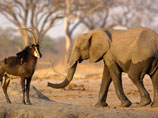Для комфортного обитания самих животных нужно не более 15 тысяч слонов