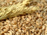 Правительство с 1 февраля ввело вывозную пошлину на пшеницу