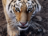 Амурского тигра Устина, вернувшегося в РФ из Китая, отправят в реабилитационный центр