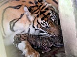 Краснокнижная суматранская тигрица загрызла своих детенышей в иерусалимском зоопарке