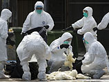 В Китае новая вспышка птичьего гриппа, есть умершие. В группе риска - птицеводы и любители курятины