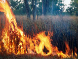 Сильнейший лесной пожар в Австралии уничтожает дома у Аделаиды