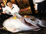 Голубой тунец серьезно подешевел на токийском рынке Цукидзи: $37000 за рыбу