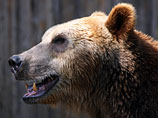 В зоопарке казахского города Шымкента испуганная новогодними фейерверками медведица съела детенышей