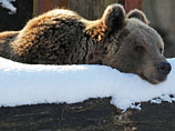 Медведица Алена родила 27 декабря. Малышей сотрудники шымкентского зоопарка не видели, а только слышали писк, поэтому сказать точно, сколько же было медвежат, невозможно