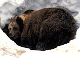 В казахском зоопарке испуганная фейерверками медведица съела собственных детенышей