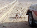 Рунет всколыхнуло видео, в котором подростки из Саудовской Аравии раздавили автомобилем собаку