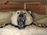 В России зафиксировано двукратное увеличение цен на шкуры белых медведей