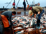 Министру сельского хозяйства России Николаю Федорову следует подумать о введении временного запрета на продажу российской рыбы за границу