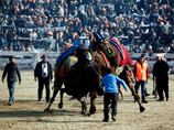 В Турции прошел фестиваль верблюжьих боев, в котором приняли участие сотни животных