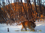 На Дальнем Востоке жизнь "президентских" тигров оказалась под угрозой: они могут остаться без еды из-за снегопадов