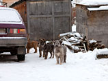 Подтверждения сведений зоозащитников о готовящейся массовой травле бродячих животных по всей России 20 января из других источников не имеется
