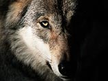 Зоозащитники Норвегии объявили награду за информацию о пропавшей полтора года назад волчице - одной из последних в стране