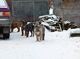 В крупных городах России находят трупы собак, предположительно, отравленных догхантерами