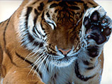 Амурские тигры возвращаются к исконному местообитанию: впервые за 2 года их следы обнаружены в Хабаровском крае
