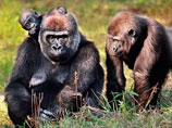 Пять тысяч горилл умерли в 2002-2003 годах, когда вирус Эбола распространился в Демократической Республике Конго