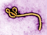 Напомним, что на начало января 2015 года от вируса Эбола, вспышка которого началась в 2014 году в странах Западной Африки, умерли более 8 тысяч человек