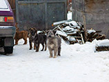 В уральском городе за одну ночь убили отравленными ампулами несколько десятков собак, включая домашних