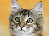 Канадская кошка Миттенс станет котом: деньги на операцию животному-гермафродиту собирают в Facebook