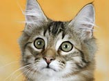 Канадская кошка Миттенс станет котом: деньги на операцию животному-гермафродиту собирают в Facebook Канадская кошка Миттенс станет котом: деньги на операцию животному-гермафродиту собирают в Facebook