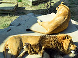 Несчастный случай произошел в зоопарке столицы Южной Кореи - Cеуле: там лев загрыз 53-летнего сотрудника, зашедшего в вольер с хищниками