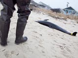 Сотни дельфинов выбросились на берег в Новой Зеландии, погибло от 20 до 50 животных