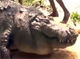 В Бангладеш столетний священный крокодил умер от переедания - его перекормили паломники