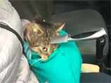 В Севастополе у кота из головы извлекли кухонный нож В Севастополе у кота из головы извлекли кухонный нож