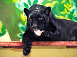 В зоопарке Екатеринбурга перед 23 февраля выбрали "Зоомистера-2015" - "самого достойного" самца