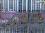 Героин злоумышленники прятали в клетке с хищным животным, содержащимся на территории базы отдыха