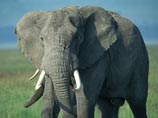 В ЮАР начали тренировать слонов-саперов