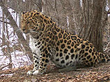 Амурский леопард - хищное млекопитающее семейства кошачьих, один из подвидов леопарда