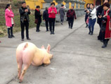 Интернет-хитом в китайской блогосфере стали фотографии свиньи, преклонившей колени перед буддистским храмом