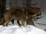 Cуммы, которые тратит департамент по охоте и надзору за использованием объектов животного мира и среды их обитания региона на регулирование численности волков на территории области, огромн