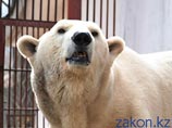 27 февраля в мире отмечают День белого медведя. В зоопарке бывшей столицы Казахстана - городе Алматы - по этому случают сотрудники приготовят для живущего там белого медведя по имени Алькор рыбно-овощной ледяной торт