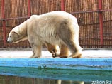 Белого медведя в зоопарке Алма-Аты поздравили с праздником рыбным тортом
