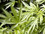 Американский агент по борьбе с наркотиками против легализации марихуаны - беспокоится за кроликов