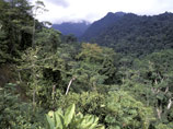 В джунглях Гондураса, возможно, нашли легендарный "Белый город"