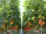 Уральский производитель помидоров отчитался об импортозамещении шмелей