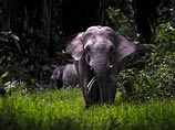 Четыре человека погибли при нападении дикого слона в Индии